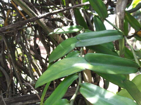 Image of Pothos scandens L.