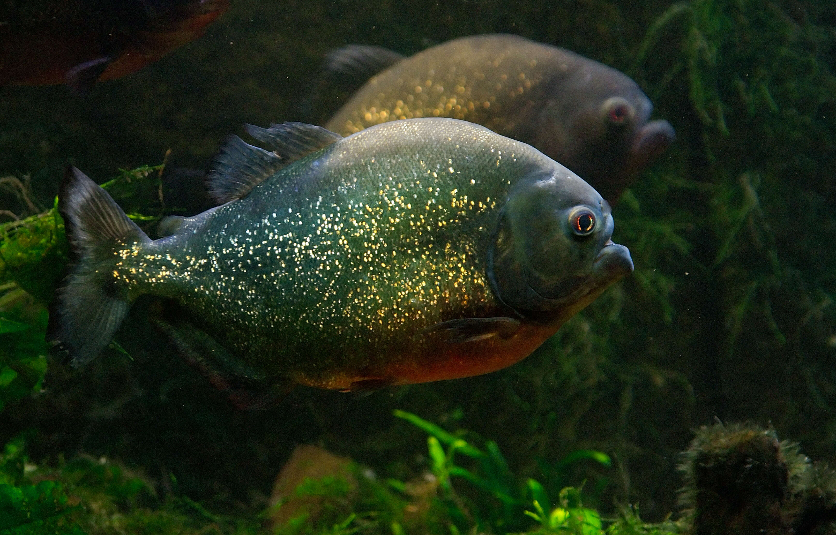 Image of Red-bellied piranha