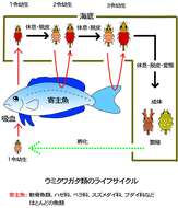 Gnathiidae Leach 1814 resmi