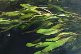 Image of alpine pondweed