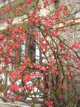 Image of Chinese-quince