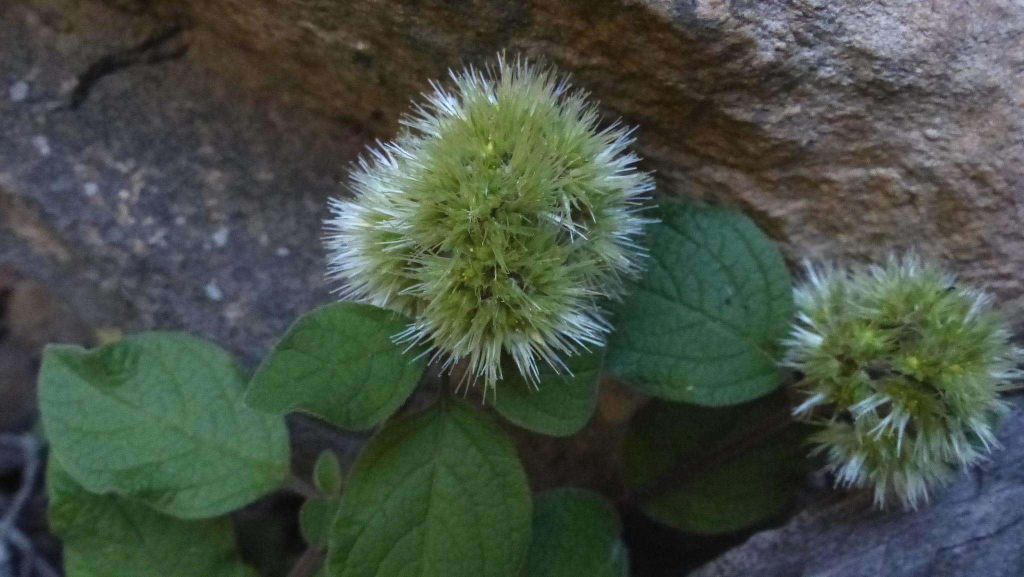 Image of Cyathula uncinulata (Schrad.) Schinz