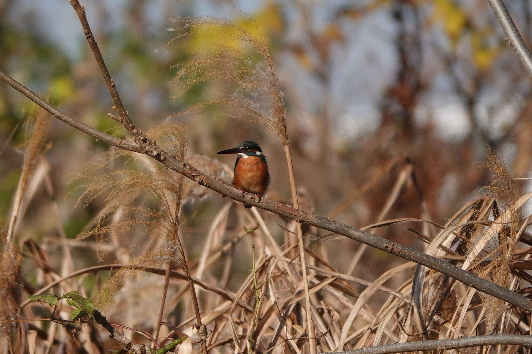 Image of Alcedo atthis bengalensis Gmelin & JF 1788