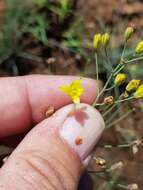 Image of Eriospermum abyssinicum Baker