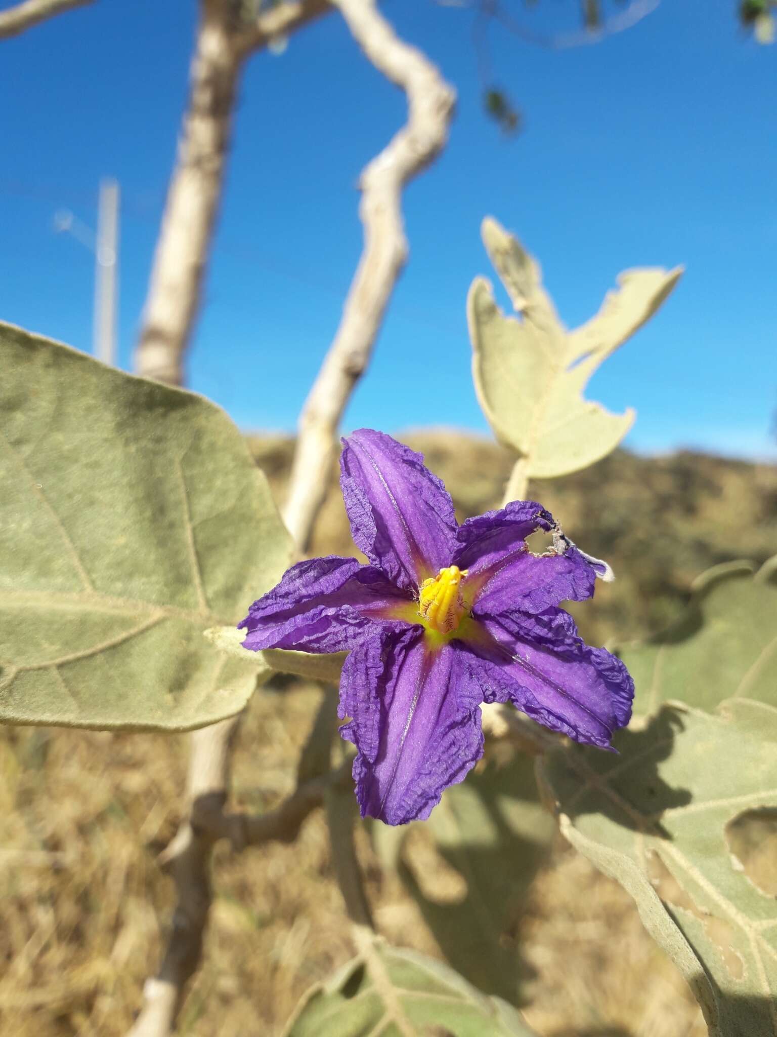 Image of Solanum lycocarpum A. St.-Hil.