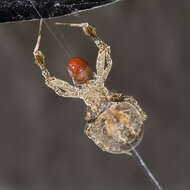 Image of Uloborus plumipes Lucas 1846