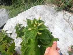 Image of Japanese False Nettle