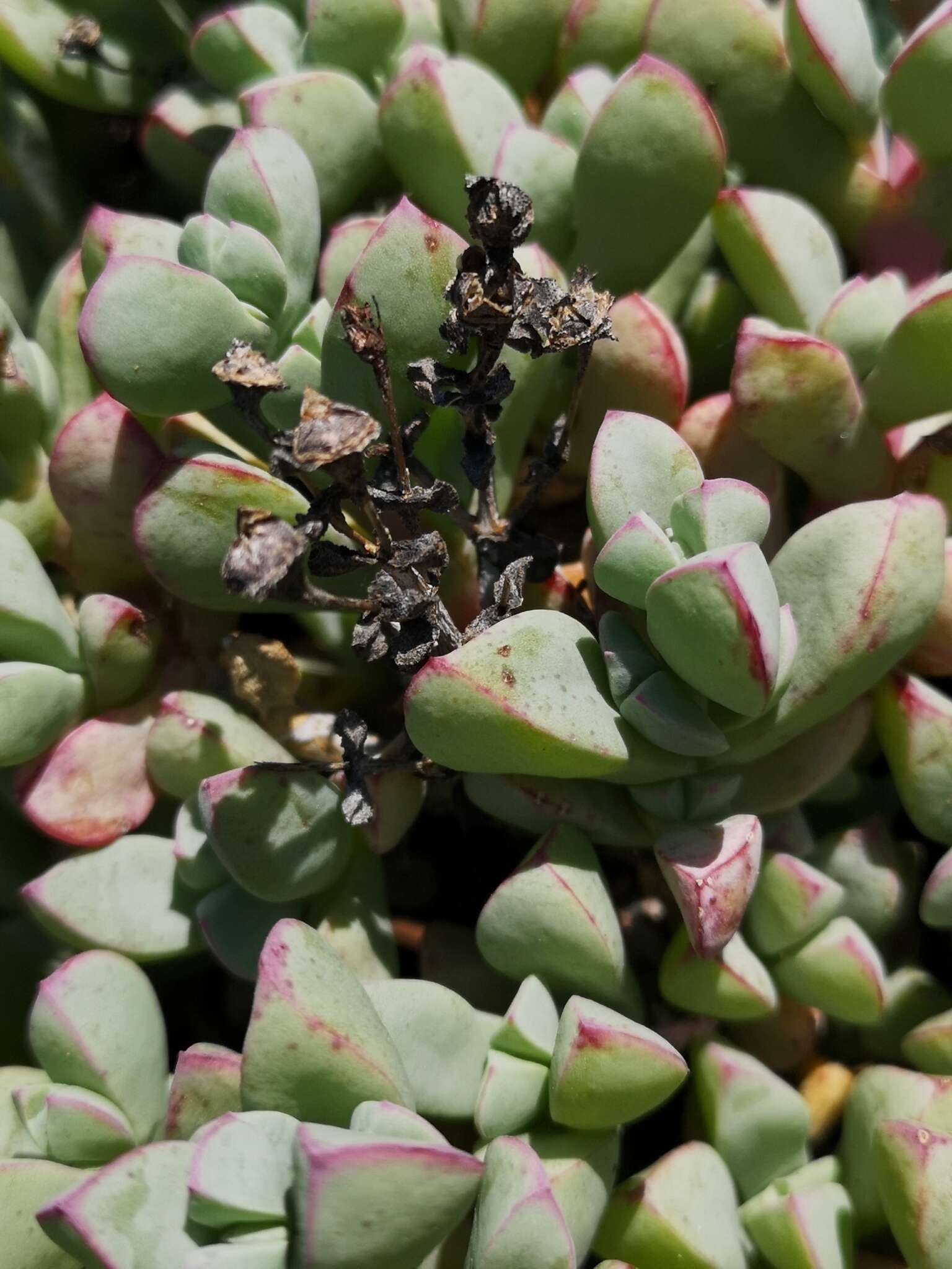 Image of Oscularia paardebergensis (L. Bol.) H. E. K. Hartm.