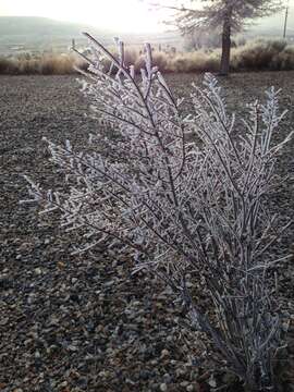 Image de Euonymus alatus (Thunb.) Siebold