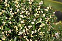 Image of Hakea anadenia Haegi