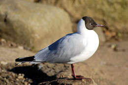 Image of Black-headed Gull