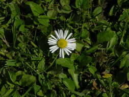 Image of Daisy