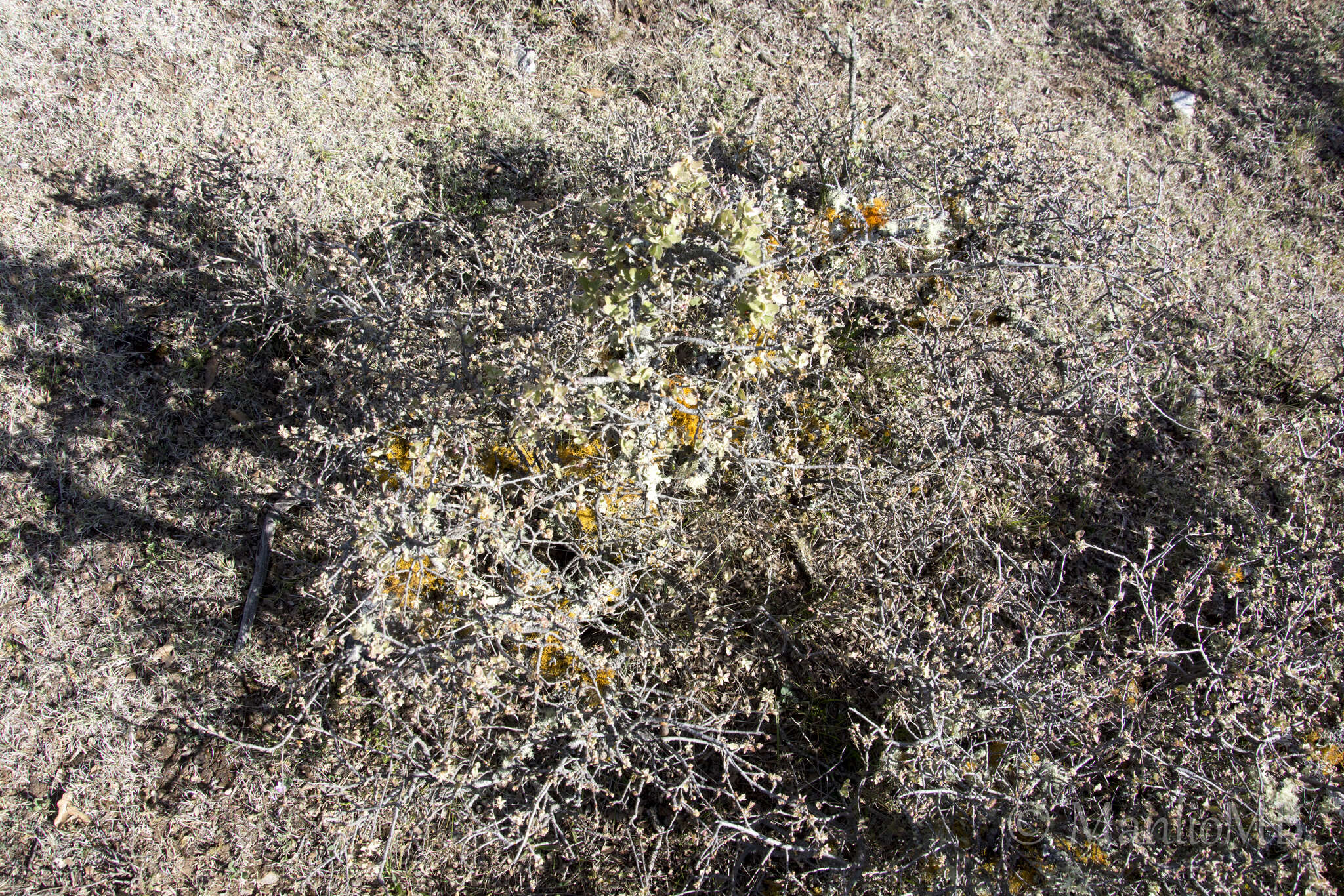 Imagem de Quercus intricata Trel.