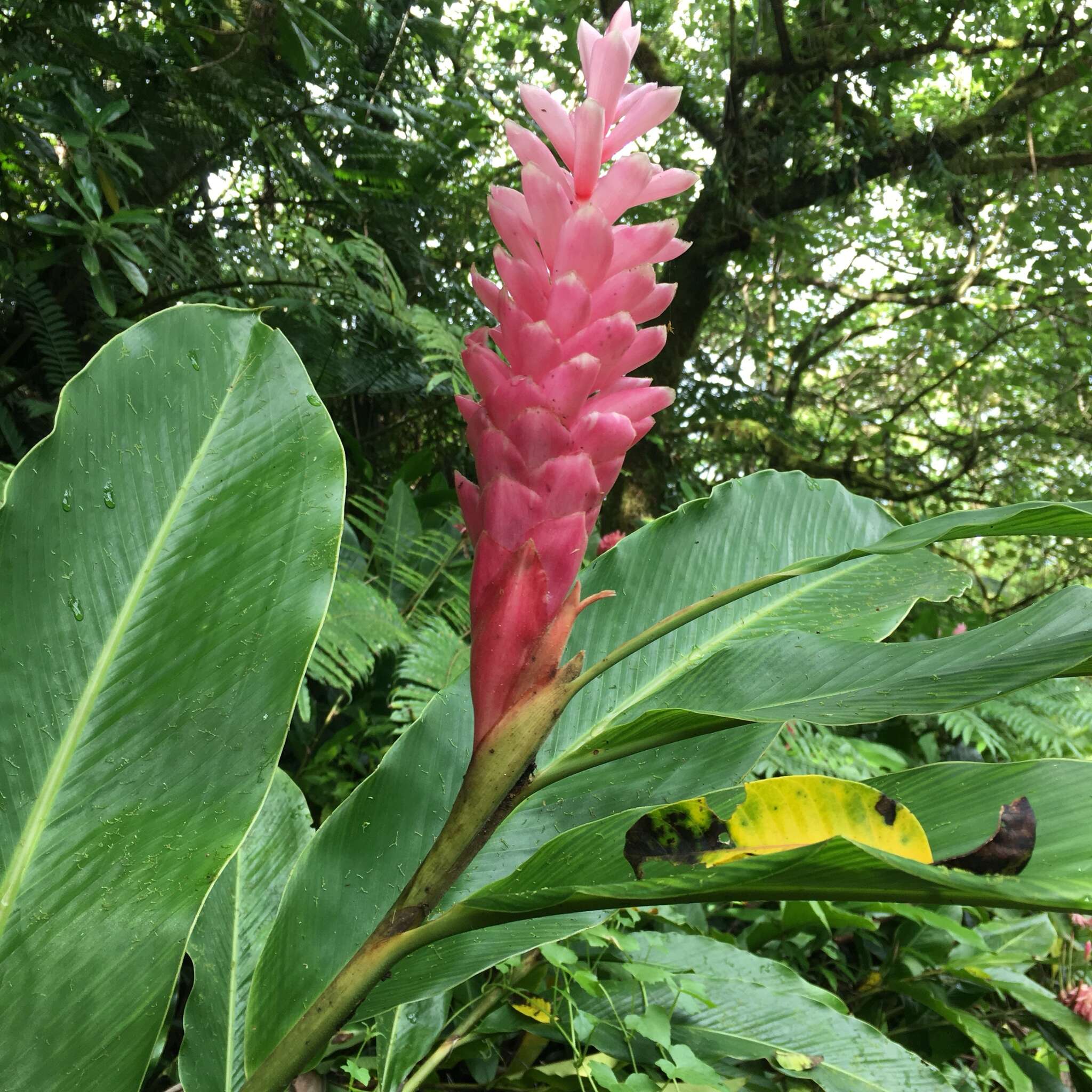 Imagem de Alpinia purpurata (Vieill.) K. Schum.