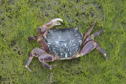 Image of striped shore crab