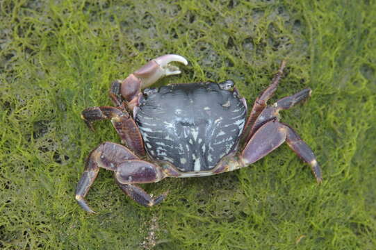 صورة Pachygrapsus crassipes Randall 1840