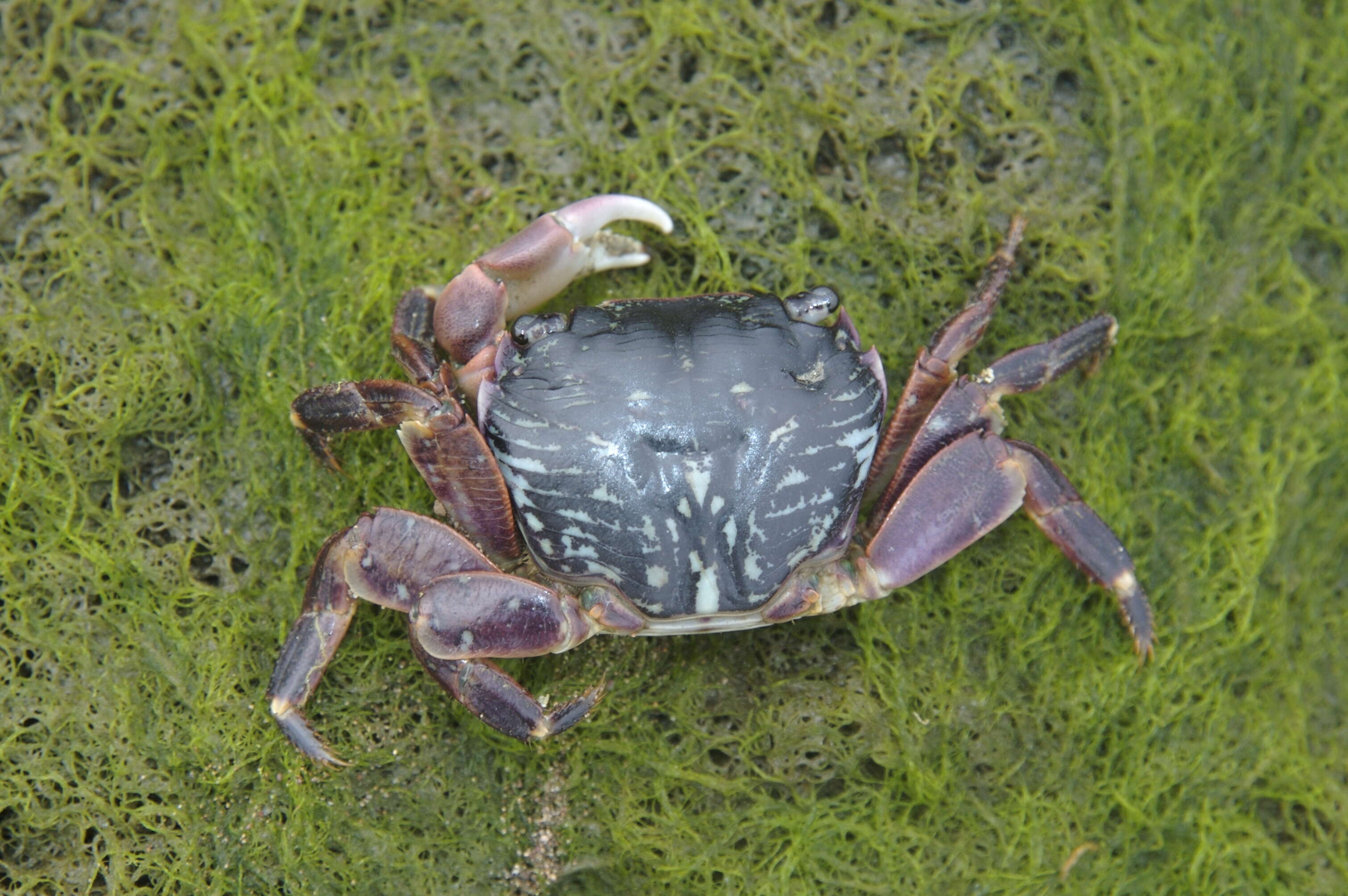 Image of striped shore crab