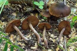 Imagem de Cortinarius vernus H. Lindstr. & Melot 1994