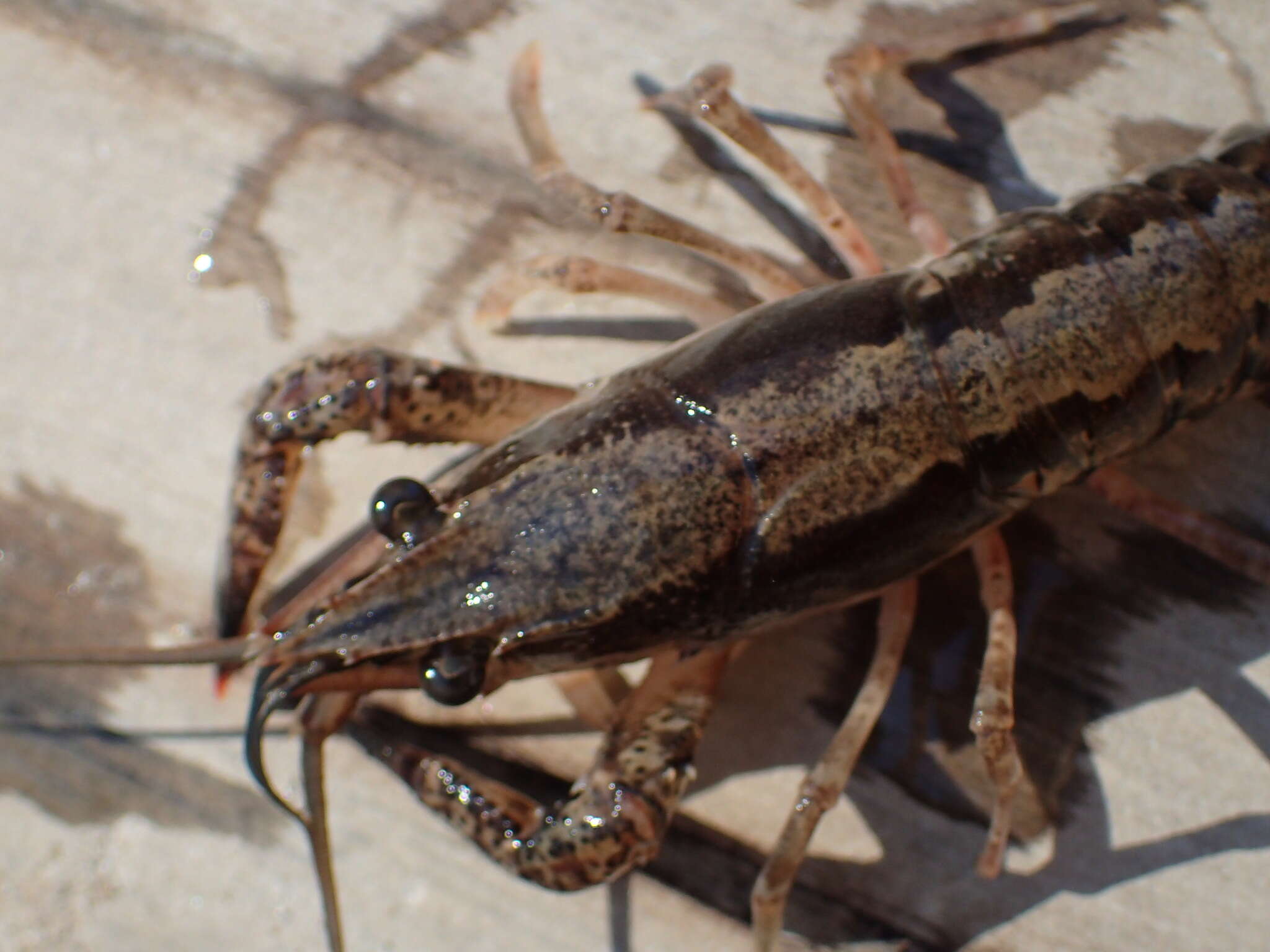 Image of Procambarus ouachitae Penn 1956