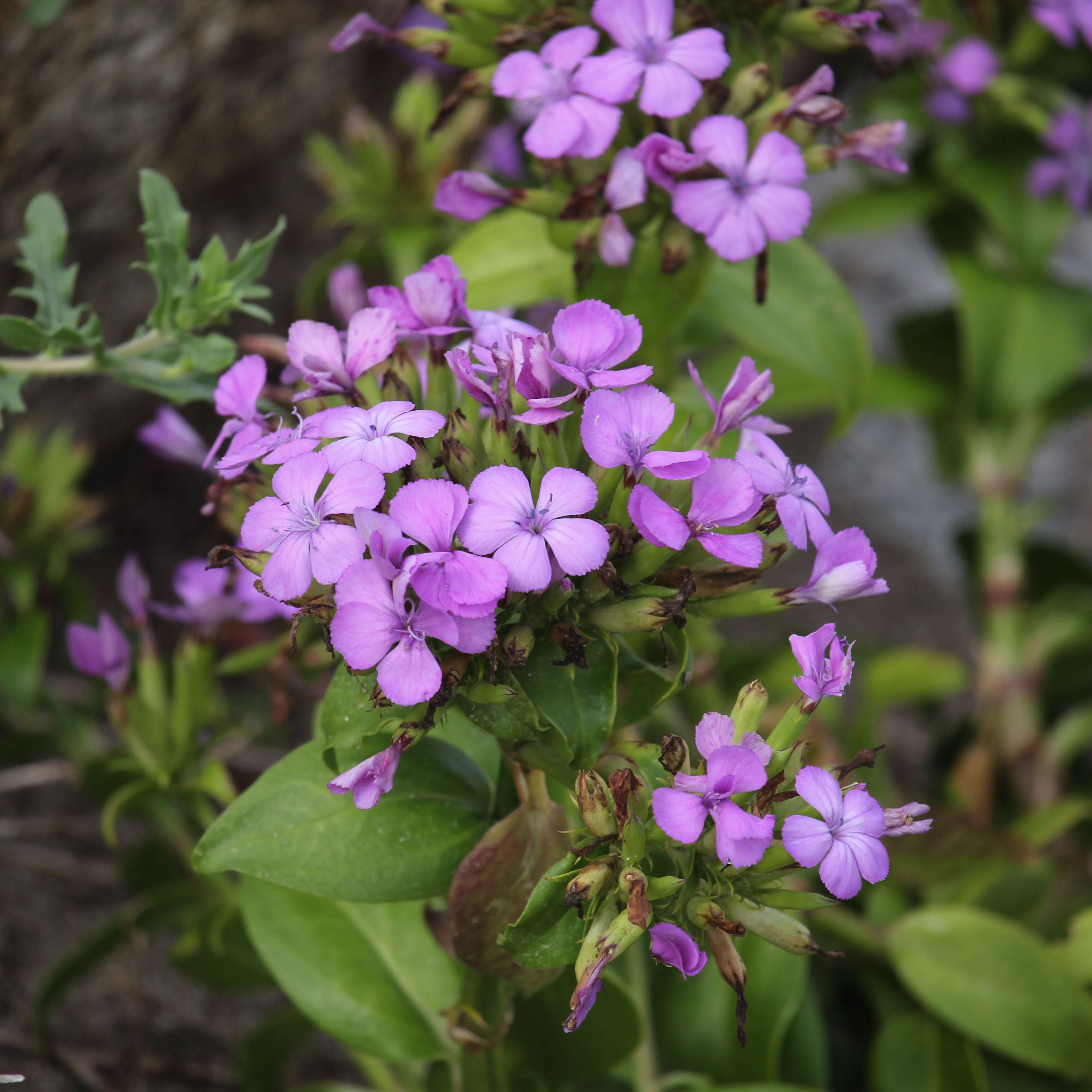 Image of Dianthus japonicus C. P. Thunb. ex A. Murray