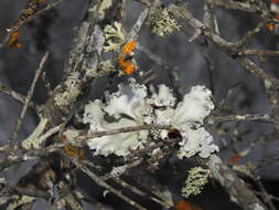 Image of parmotrema lichen