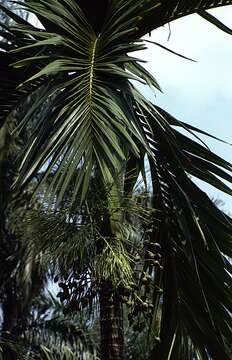 Image of betel palm