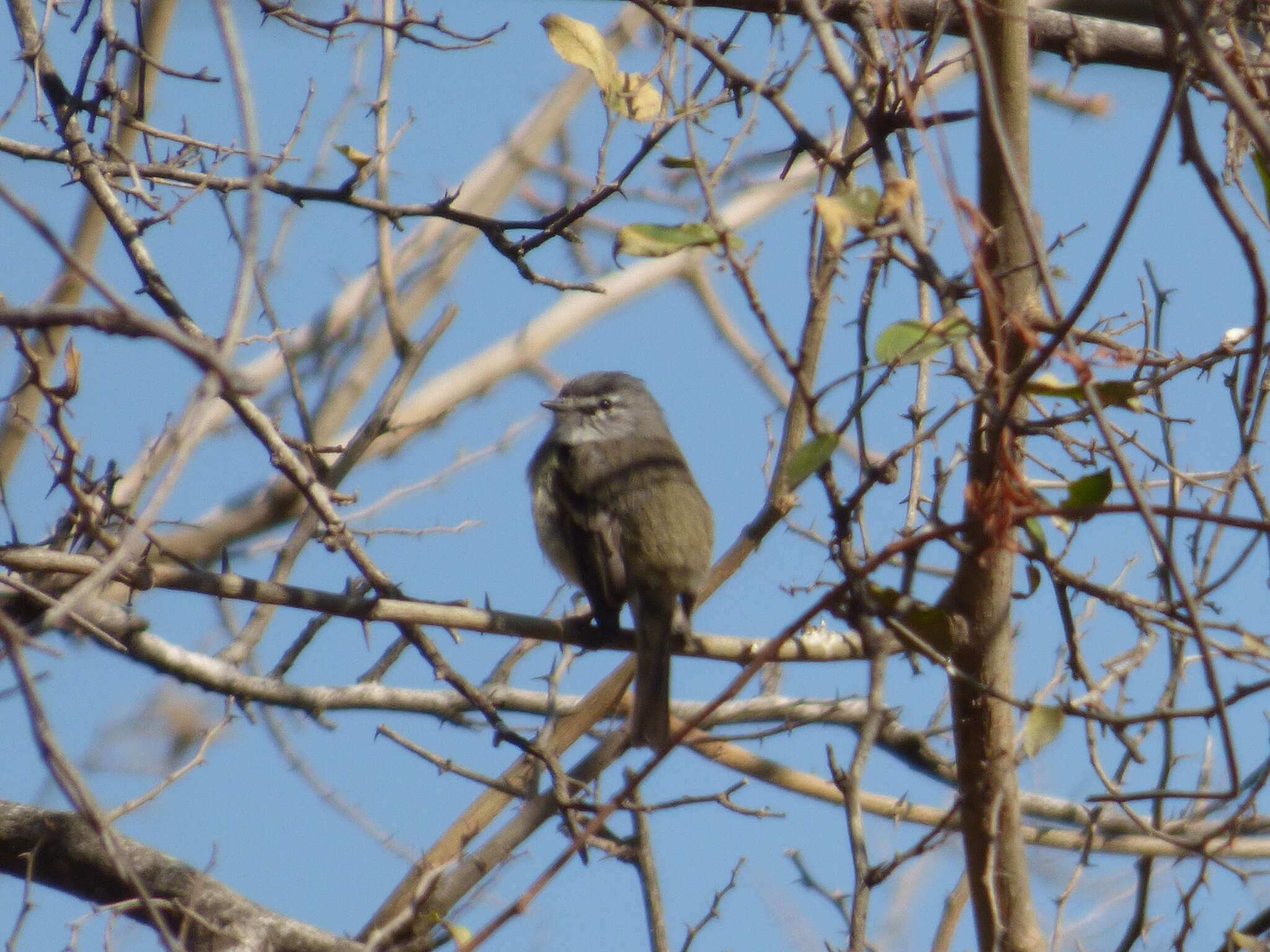 Image of Straneck's Tyrannulet