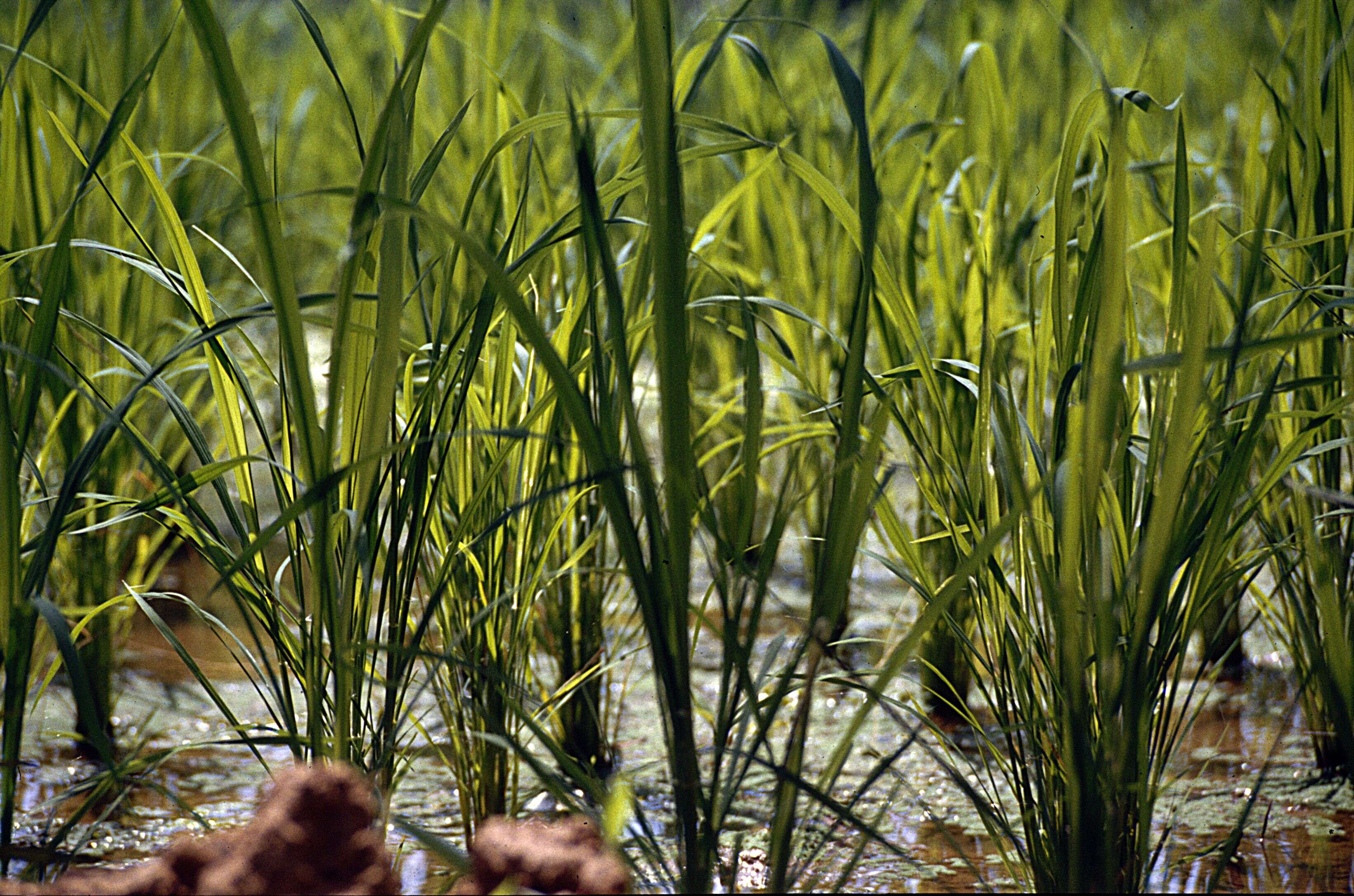 Image of rice