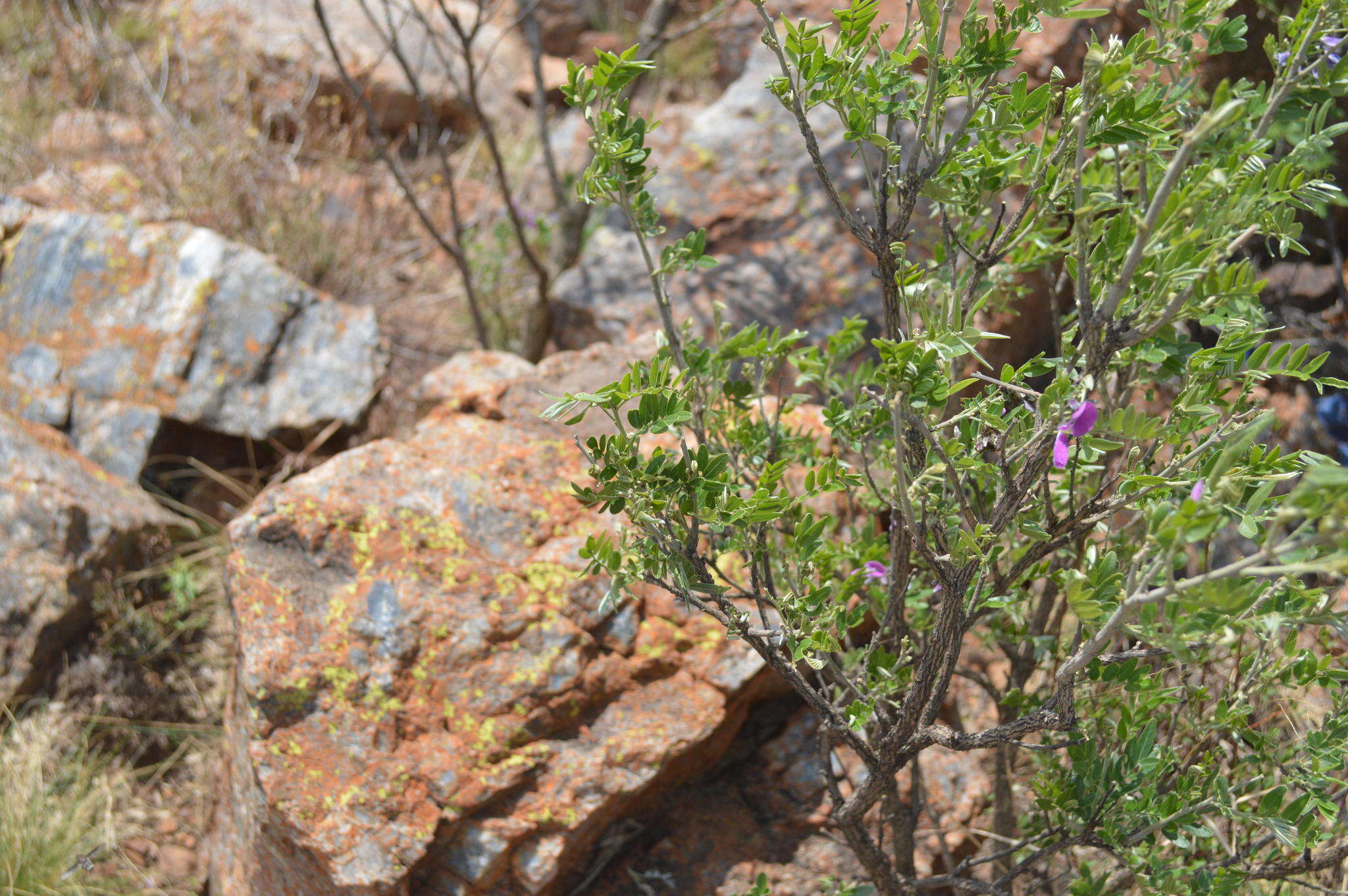 صورة Mundulea sericea subsp. sericea