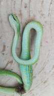 Image of Guatemala Palm Pit Viper