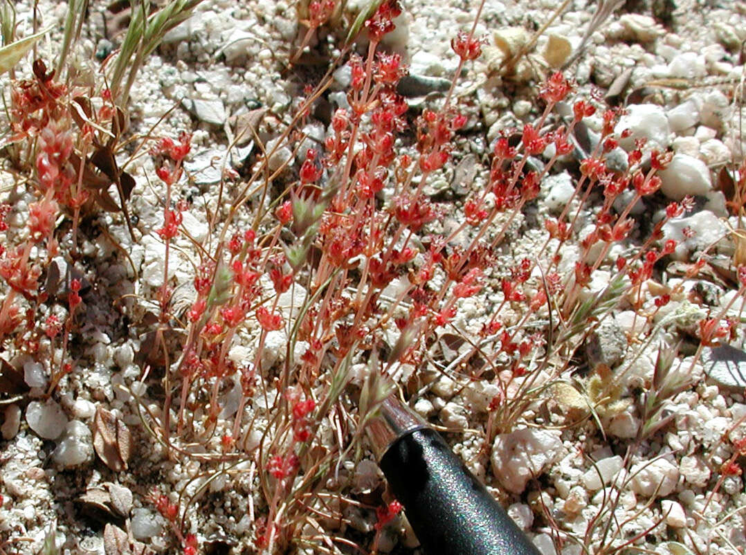 Image of sand pygmyweed