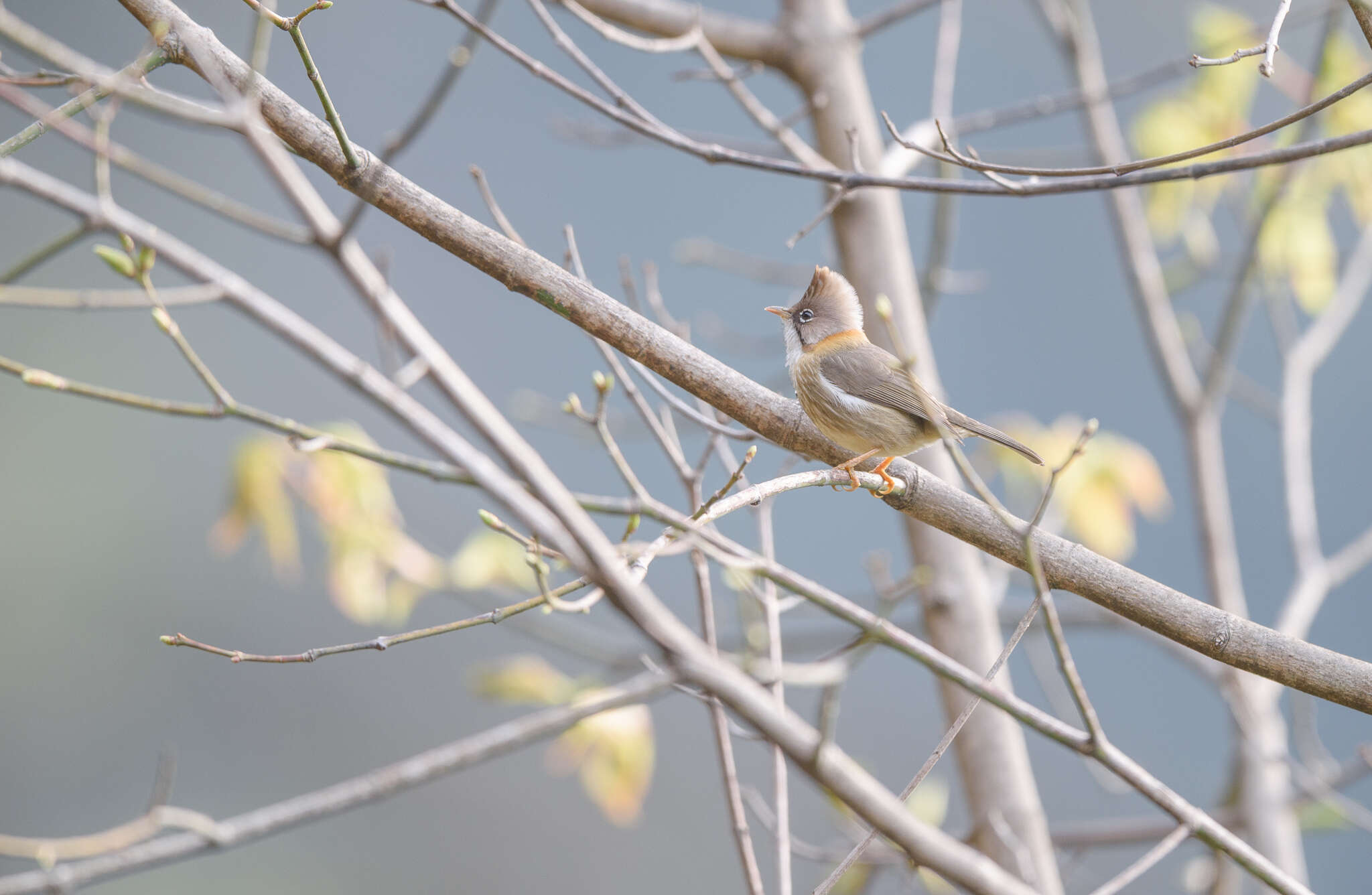 Plancia ëd Yuhina flavicollis Hodgson 1836