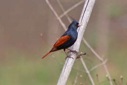 Plancia ëd Emberiza lathami Gray & JE 1831