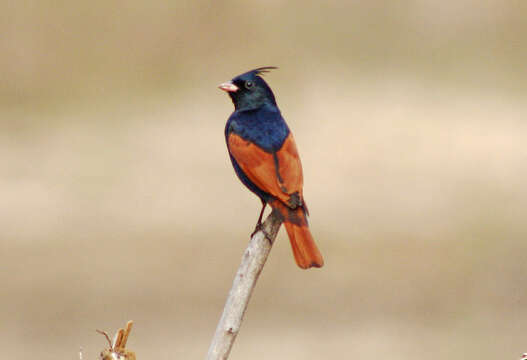 Plancia ëd Emberiza lathami Gray & JE 1831