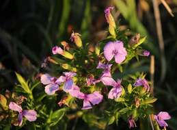 Image of Dianthus japonicus C. P. Thunb. ex A. Murray