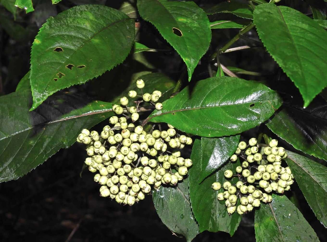 Sivun Hydrangea febrifuga (Lour.) Y. De Smet & Granados kuva