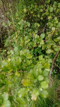 Image de Coprosma arborea Kirk