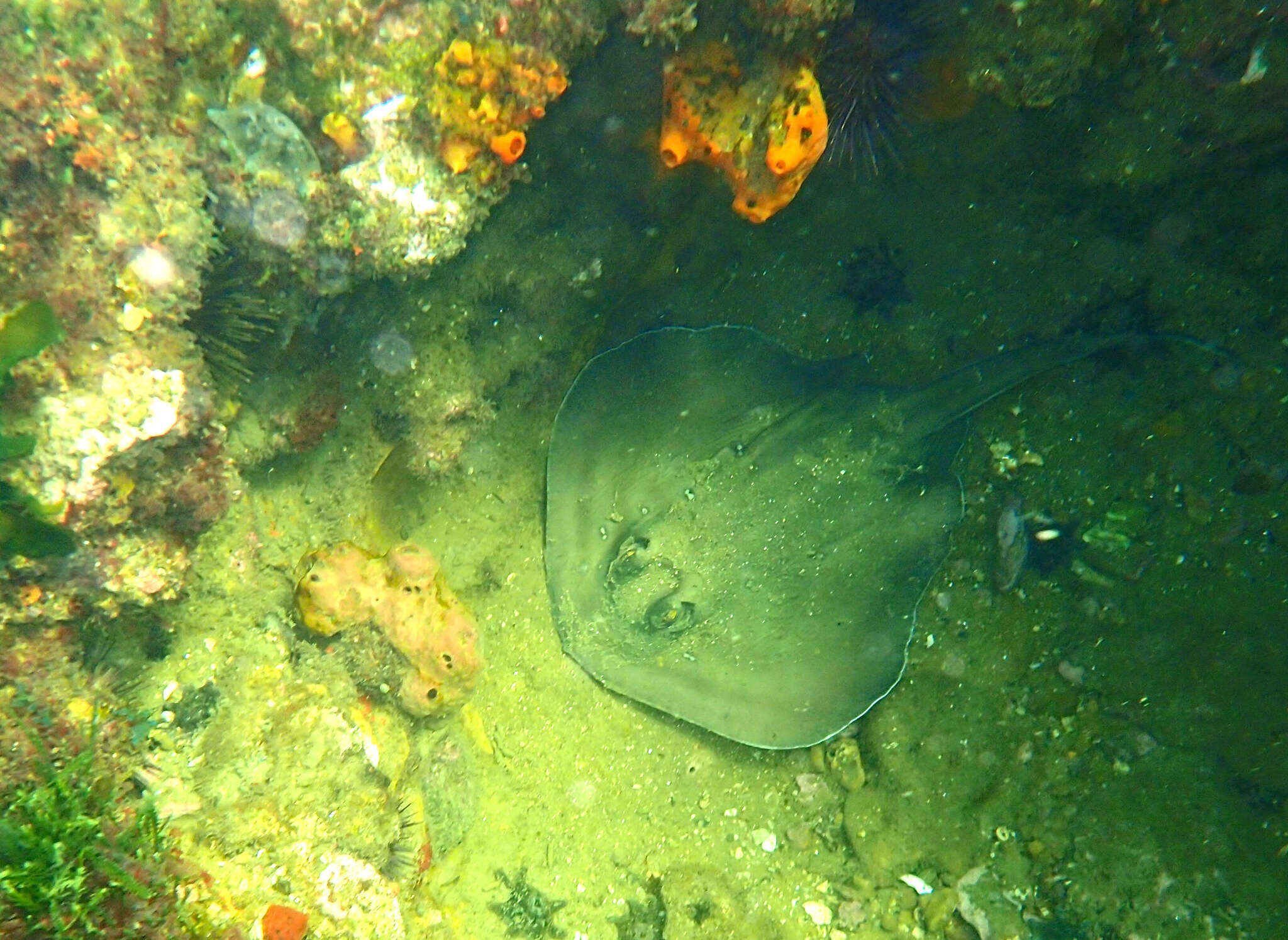 Image of Dixons Stingaree