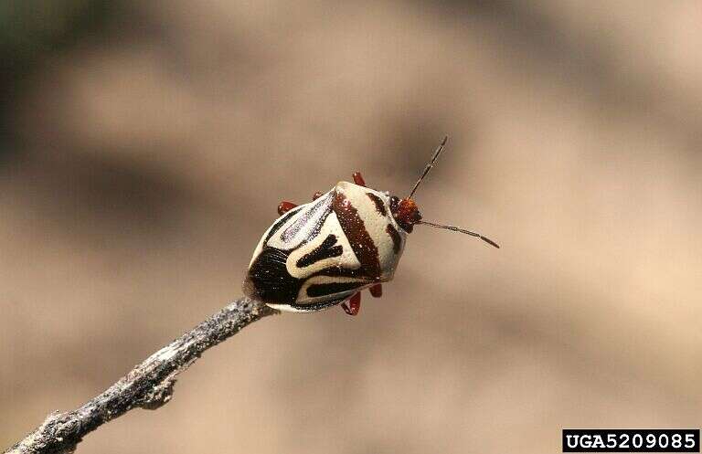 Image of Two-spotted Stink Bug