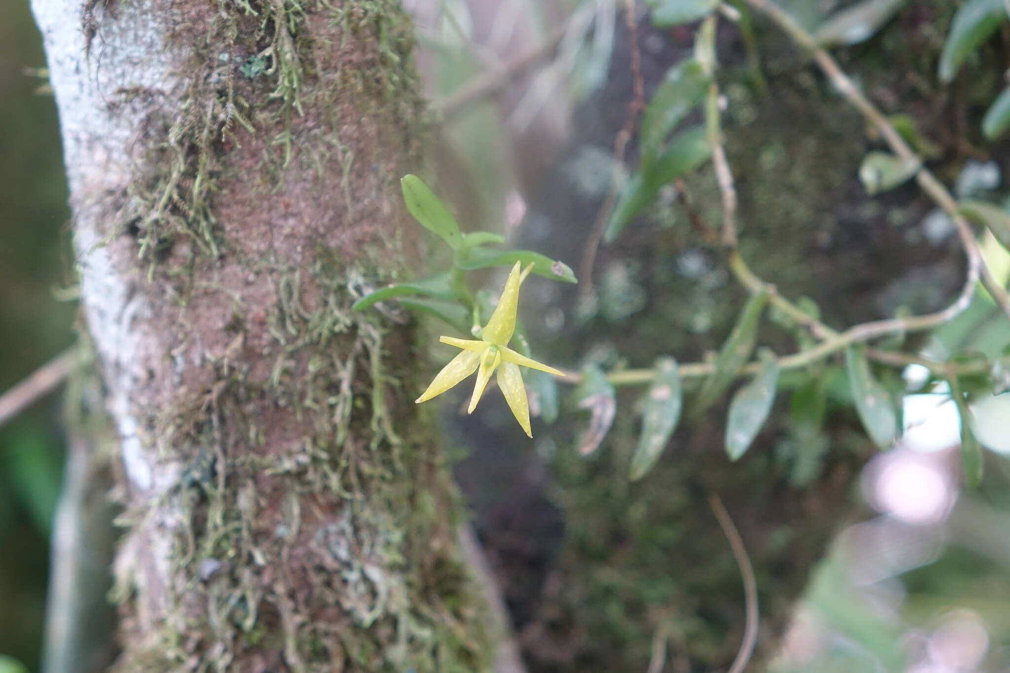 Imagem de Angraecum triangulifolium Senghas