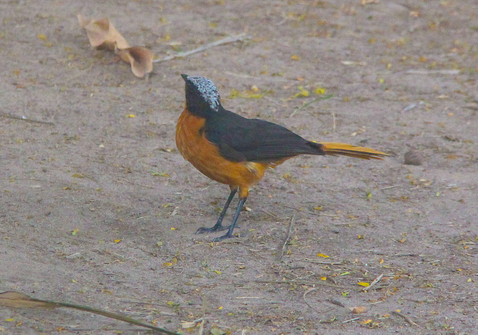 Image of White-crowned Robin-Chat