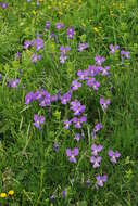 Image of Viola culminis F. Fen. & Moraldo