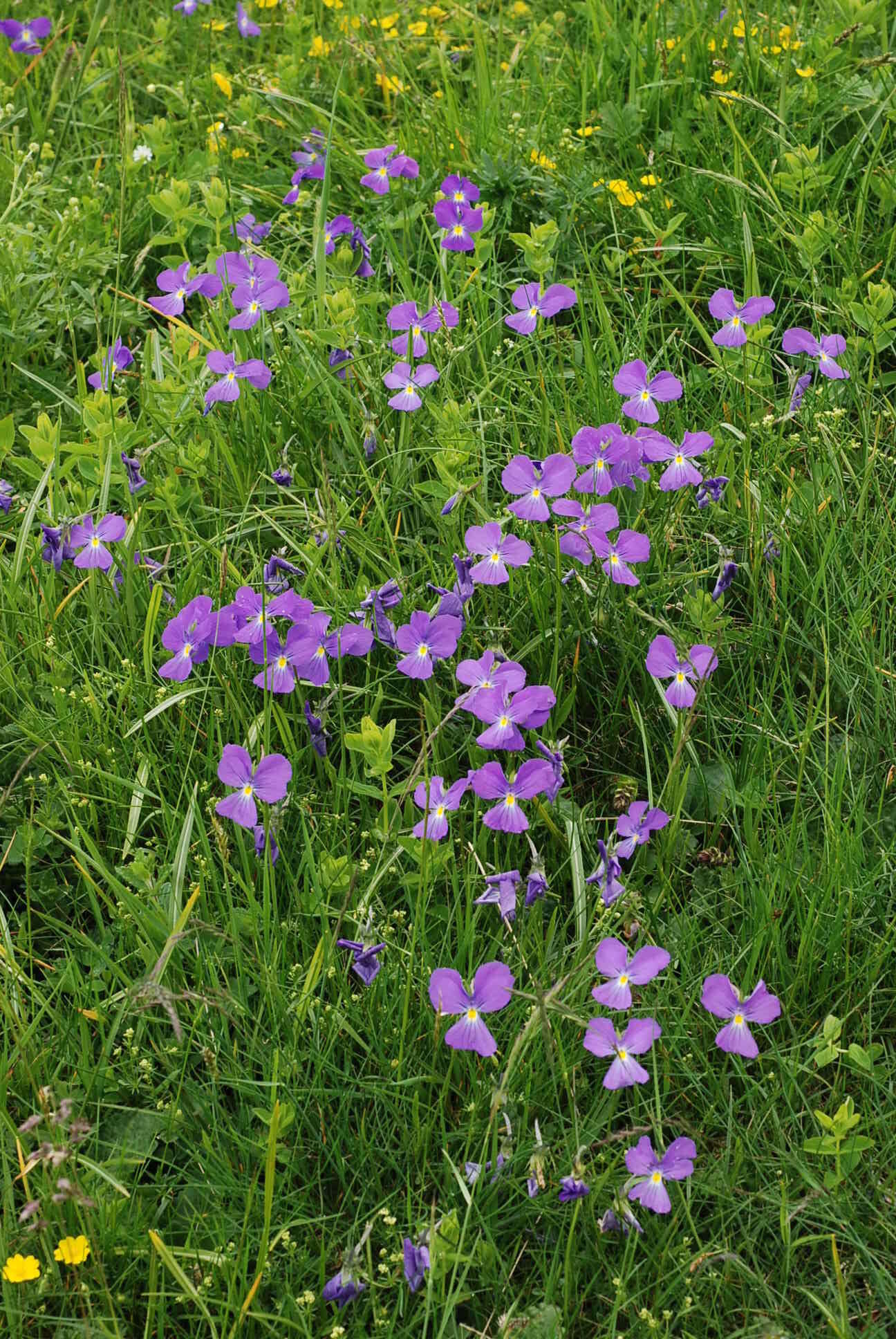 Image of Viola culminis F. Fen. & Moraldo