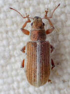 Image of Weevil