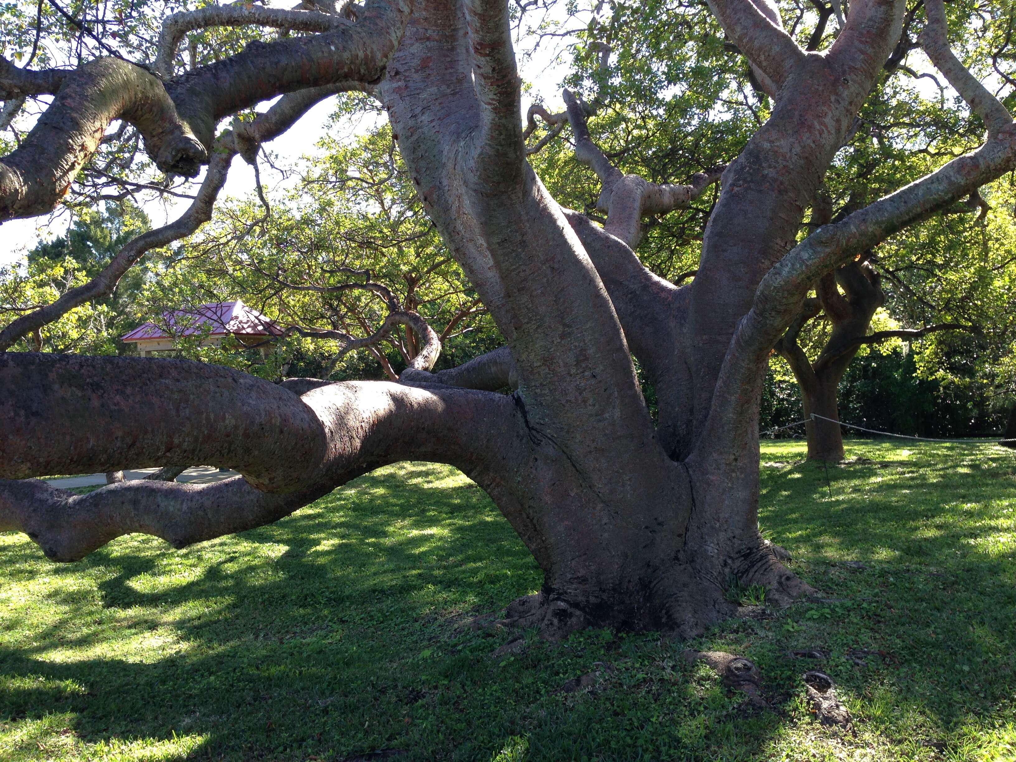 Image of gumbo limbo