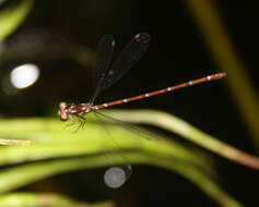 Image of Mortonagrion indraneil Dow 2011