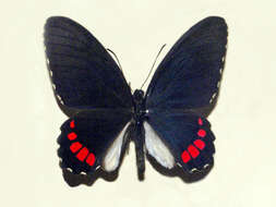 Image de Parides erithalion (Boisduval 1836)