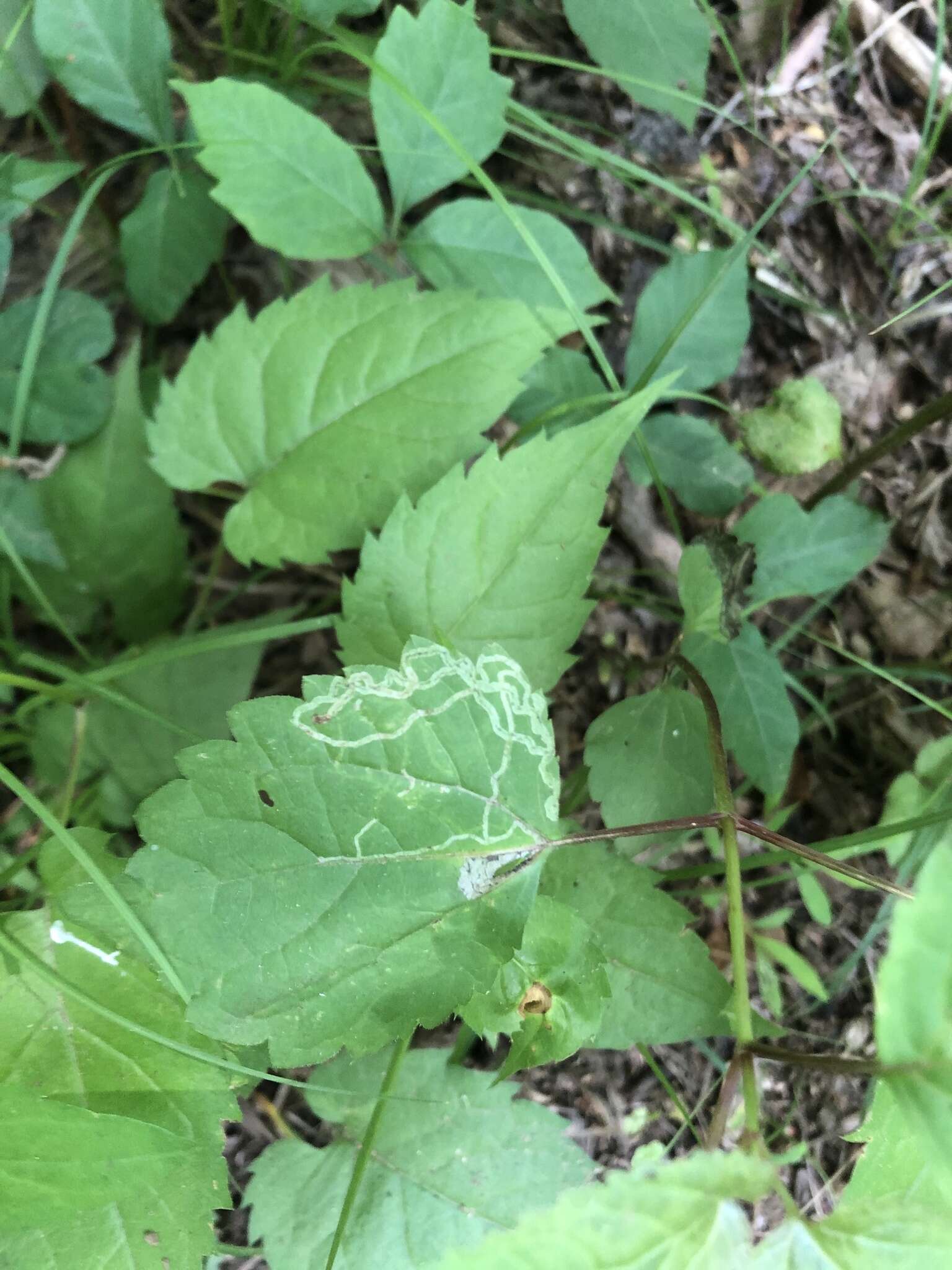 Image of Liriomyza eupatoriella Spencer 1986