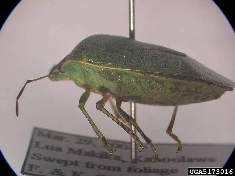 Image of Southern green stink bug