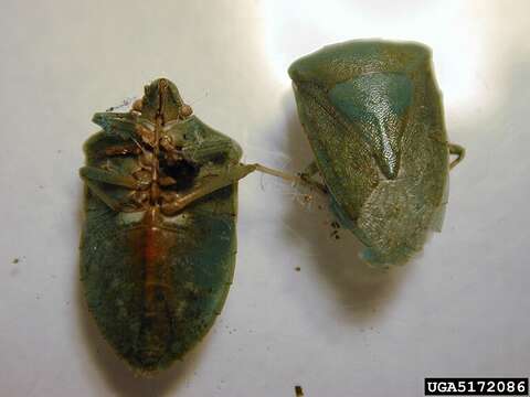 Image of Southern green stink bug